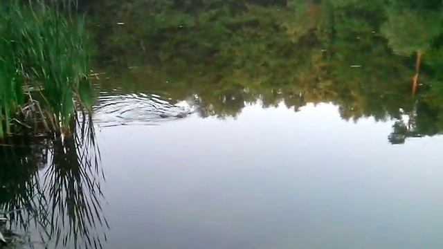 Водяная крыса в пруду смотреть онлайн