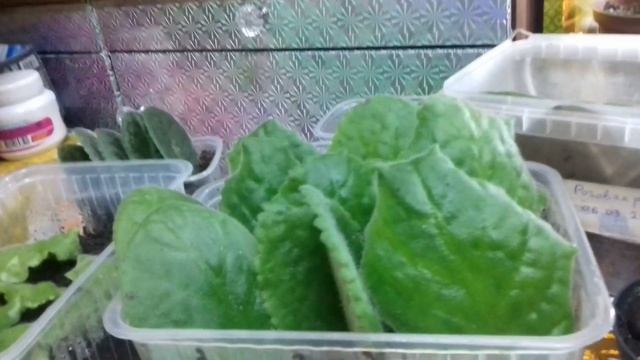 мои комнатные цветы,результаты укоренения фиалок,глоксинии смотреть онлайн