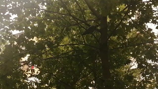 У молодого самца вороны ломается голос \ Young male crow has his voice breaking смотреть онлайн