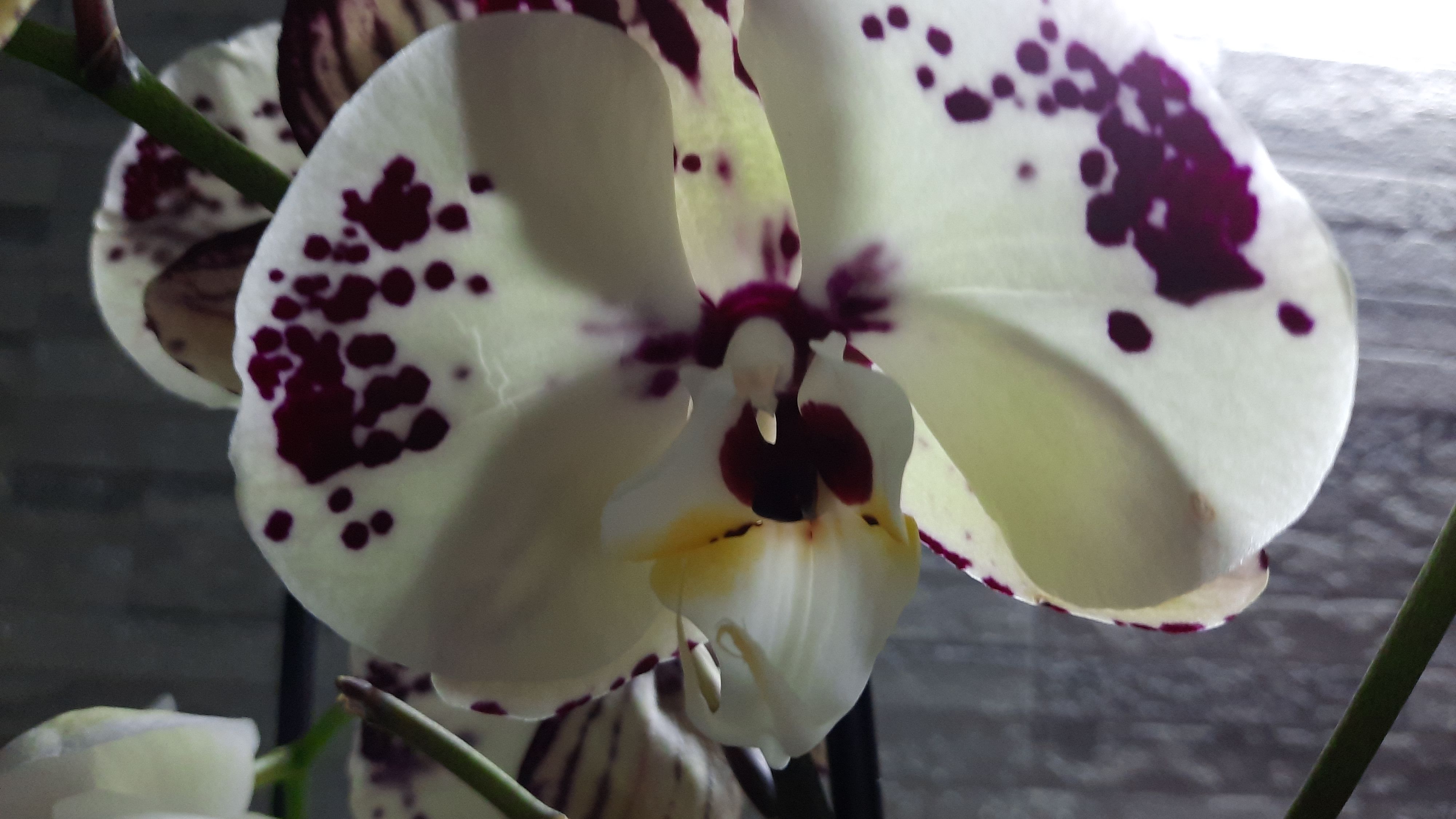 НОВЫЕ ПОКУПКИ ОРХИДЕЙ//13.06.24// смотреть онлайн