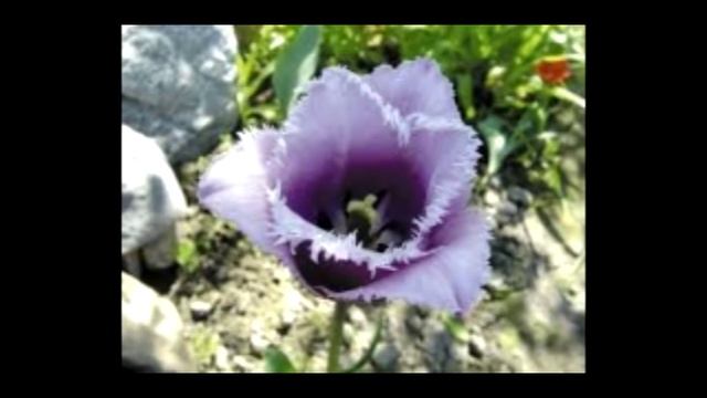 tulips in the garden-тюльпан в саду смотреть онлайн
