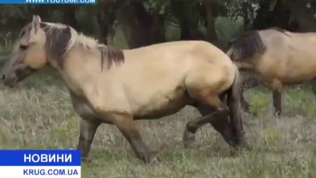 На острове Ермаков поселился табун диких лошадей смотреть онлайн