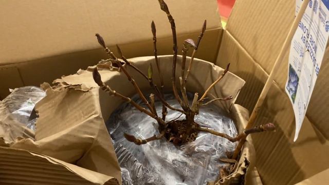 Сезон открыт! Гортензия Бесконечное Лето 🌸💜🌺💜🌸 смотреть онлайн