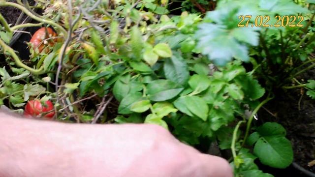 Выращивание клубники зимой под разными LED светильниками. Видео 5. Урожайность клубники КСД смотреть онлайн