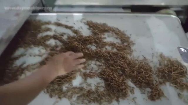 Тестирование СВЧ сушилки для мучного хрущака. #насекомые #сушилка #личинки #оборудование смотреть онлайн