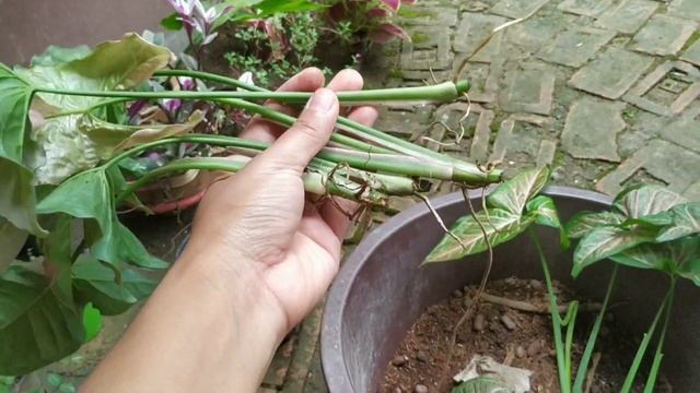 Syngonium Ki Cuttings Kaise Lagaen| Callisia Repens|pink Splash|Pink Flecked|pink Spot Syngonium