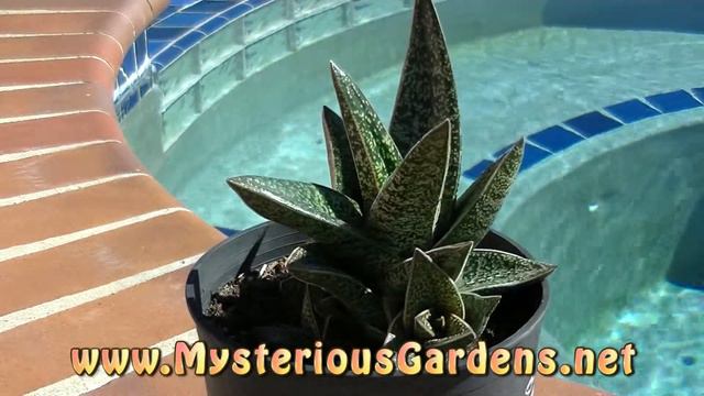 GASTERALOE BILL BAKER | Mysterious Gardens | GA0024 смотреть онлайн