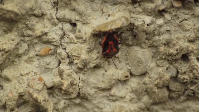 Perillus Bioculatus - ბაღლინჯო