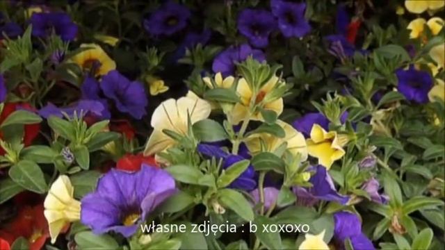 Surfinia - Petunia 🌹🌷🌹🌷🌸 смотреть онлайн