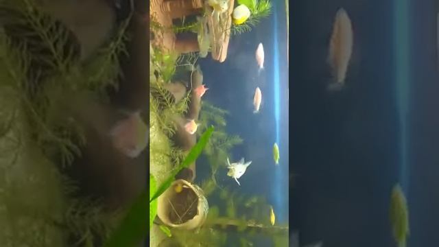 коридорас крапчатый размножение смотреть онлайн