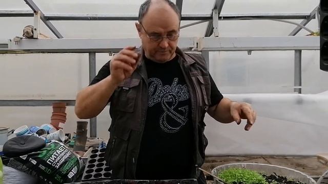 Рассаживаем всходы петуньи смотреть онлайн