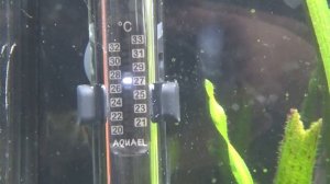 Обзор нагревателя Aquael Platinium