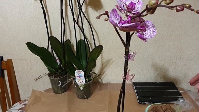 Пересадка новой орхидеи в кору 80% и мох 20%#Поливаю по новому#Будем продолжать эксперементировать! смотреть онлайн