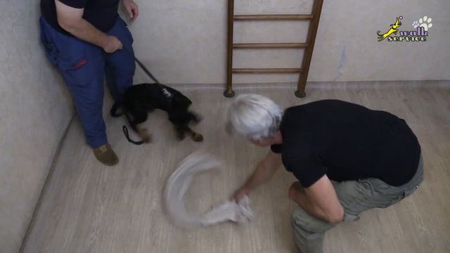 Первое занятие с фигурантом, щенок босерон смотреть онлайн