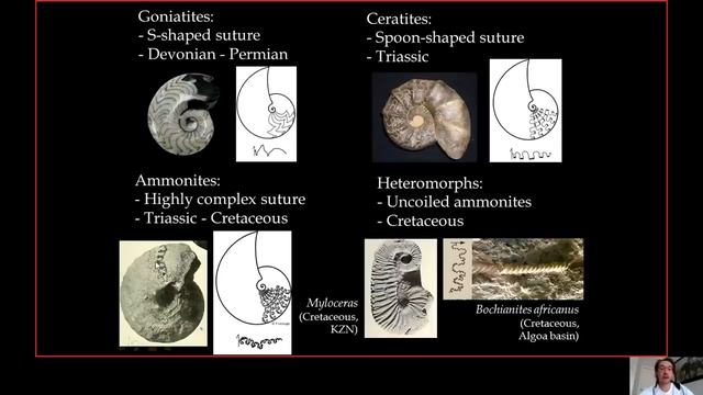 Paléontologie #2 Invertébrés смотреть онлайн