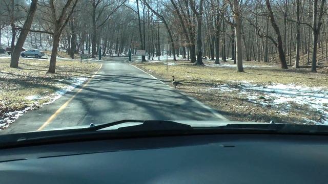 geese in Missouri (test video from Panasonic TM900 in converted .wmv format) смотреть онлайн