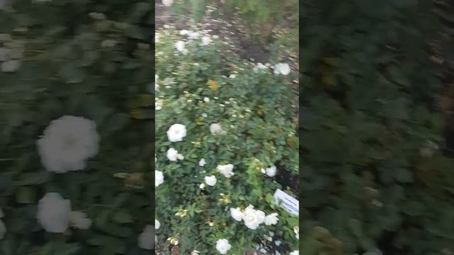 Розы в розарии часть 3 .Розариум Ютерсен
. смотреть онлайн