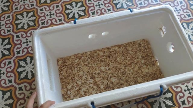 ?️ Como HACER una criadora de pollos casera con termostato XH-W3002 ((2020)) смотреть онлайн