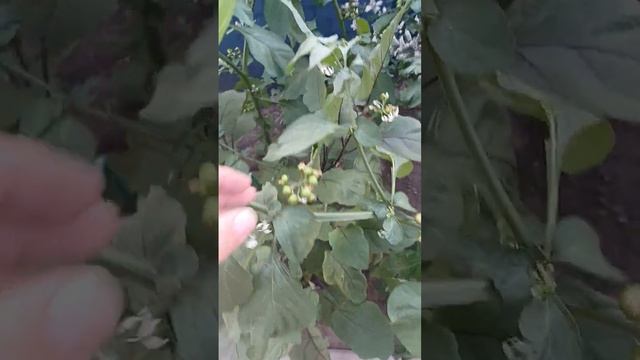 Паслён. смотреть онлайн