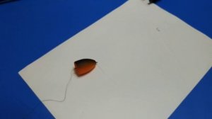 ПОПЛА ПОППЕР. Оснастка попла поппера. Как оснастить попла поппер? ПОПЛА ПОППЕР монтаж снасти