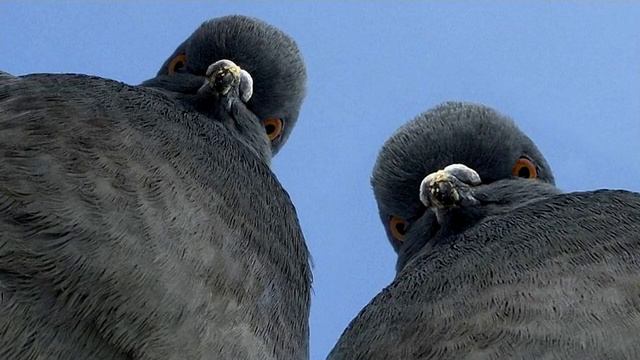Усиление энергии за счет друг друга. Для тех,кто любит. смотреть онлайн