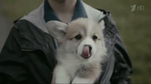 Аdvertising  Реклама Pedigree 2015   Педигри    Щенок
