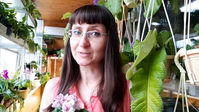 Стоит ли опрыскивать фиалку? смотреть онлайн