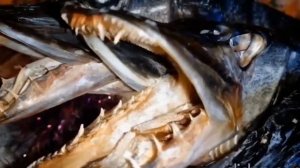 Как правильно вялить Щуку в домашних условиях