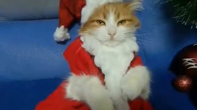 ШАПКИ КОШКИ ДАШИ. ГОЛОВНЫЕ УБОРЫ КОШКИ ДАШИ. Подборка видео шапки для кошки Даши. смотреть онлайн