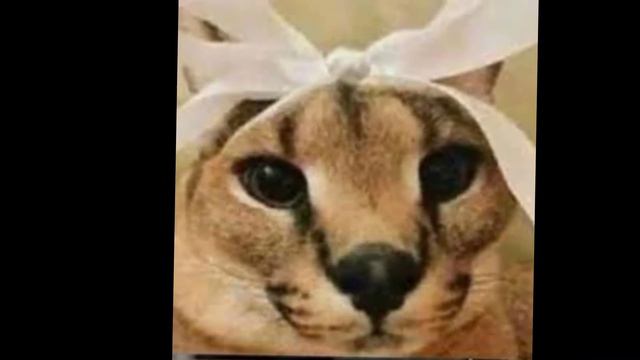 тютитютютюю #шлëпа #фан #эдит #мило #мем смотреть онлайн