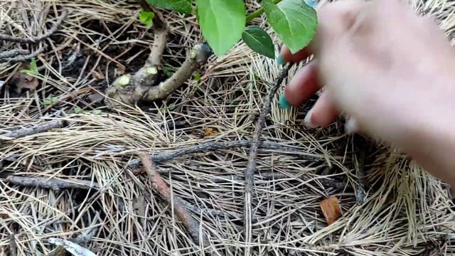 Нормировка метельчатых гортензий в открытом грунте🌿Как перенесли пересадку?! 🌿07.06.2023 смотреть онлайн