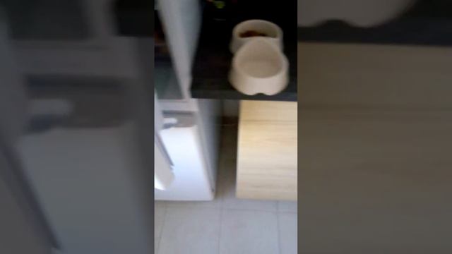 купила мисочку Леле смотреть онлайн