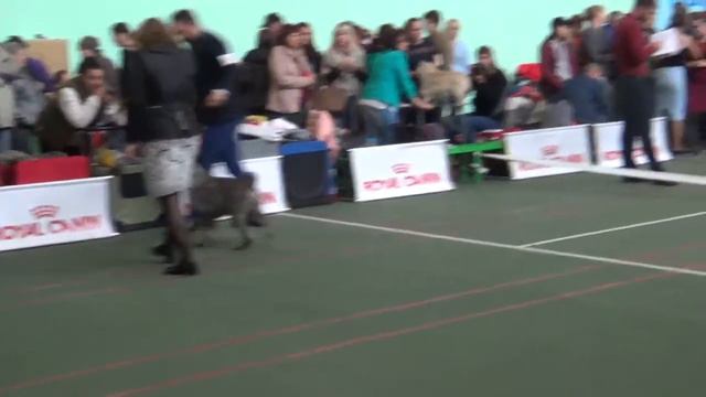 Черноземье 2017 кобели смотреть онлайн