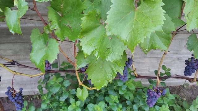 Технические сорта винограда вэлиант,маркет,к-799. смотреть онлайн