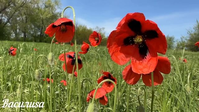 25 января народный праздник Татьянин день. Что нельзя делать. Народные традиции и приметы. смотреть онлайн