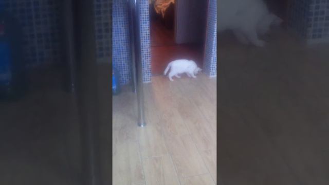 Смешная кошка бесится с игрушкой! смотреть онлайн