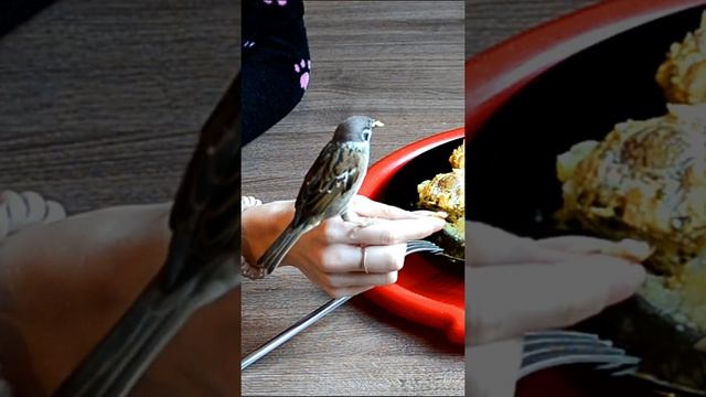 Ручной воробей ест из рук / We feed the tame sparrow from the hands #SHORTS смотреть онлайн