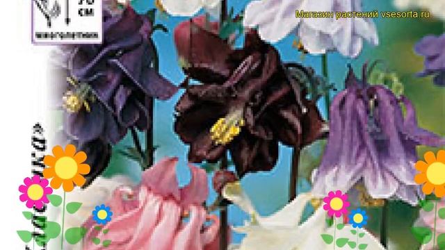 Аквилегия обыкновенная Махровые Гиганты. Краткий обзор, описание характеристик Aquilegia Hybrida