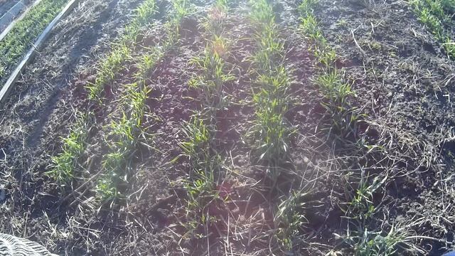 Рожь после зимы смотреть онлайн