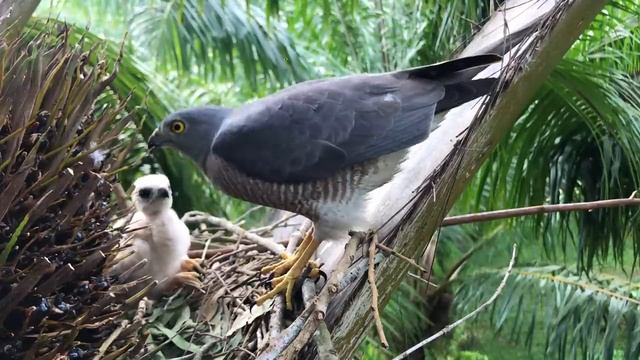 Mother Bird Attacks And Eats Skink With A Chick (14) – How Baby Shikra Poop In The Clean Nest? E145