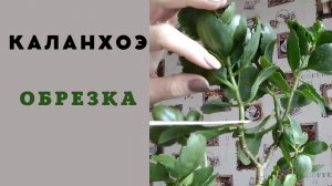 Обрезка каланхоэ. Омоложение и размножение. Часть 1.