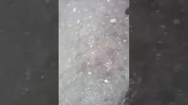 Это мой. Щенок мы пришли на. Вистить смотреть онлайн