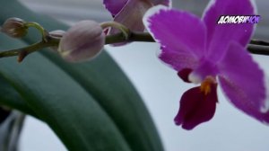 ПОЧЕМУ НЕ ЦВЕТЕТ ОРХИДЕЯ Фаленопсис - Как Заставить Орхидею Цвести