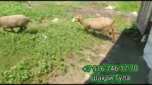 ГУСФАНДҲО? АРЗОН БА ДАРИ ХОНАТОНА МИЁРАН БАРОИ ИДИ ҚУРБОН ? ИДҲОЯТОН МУБОРАК ❤️? смотреть онлайн