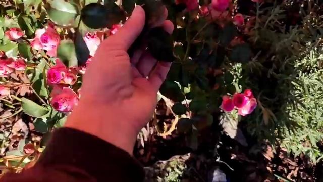 Перестановки в саду. Подготовка хвойных к зимовке. Сад в октябре. Мои хвойные смотреть онлайн