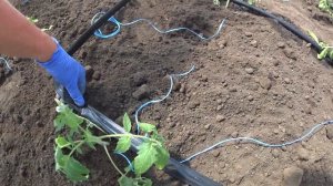 САЖАЕМ  ПОМИДОРЫ  ПОД КАПЕЛЬНЫЙ ПОЛИВ