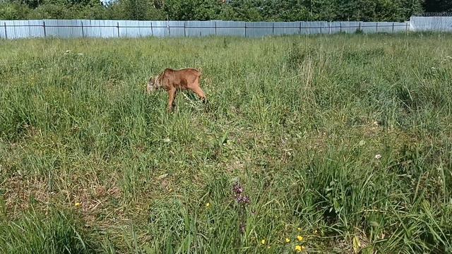 21.06.23. Яхо начал пить молоко. смотреть онлайн