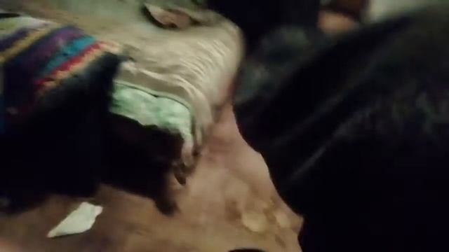 Кот напал на хозяина смотреть онлайн