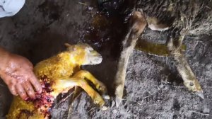 Помогаем овце при окоте.