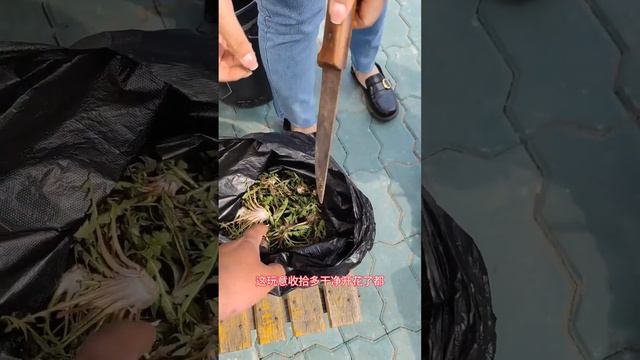 半路抢来的大鹅来个户外铁锅炖大鹅，配上玉米饼子，吃的嘎嘎香！【东北村花】 смотреть онлайн